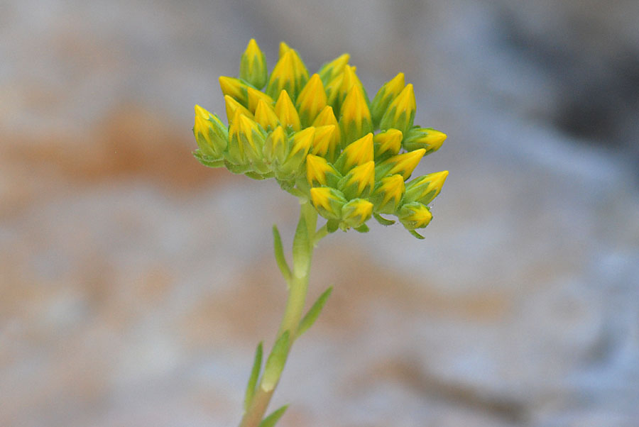 Petrosedum montanum (=Sedum motanum) / Borracina montana